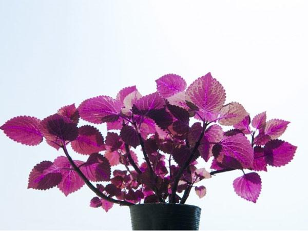 花卉摊位租赁-兴隆花卉示范园为您普及室内养植物的好处。